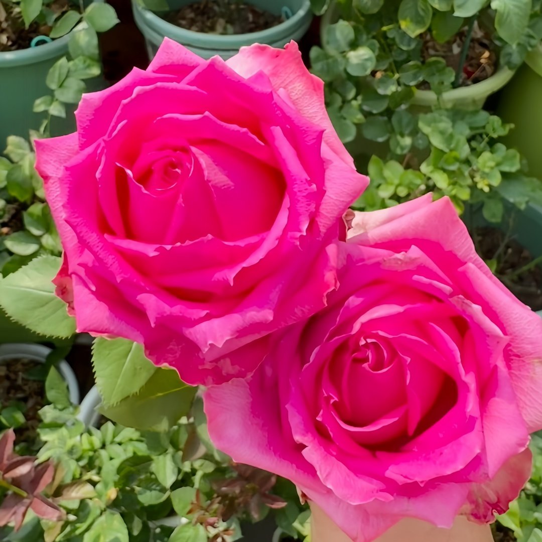 Cherry Avalanche Rose Plant｜樱桃雪山 image 7