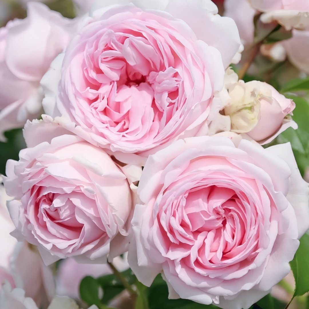 Wellenspiel Rose Plant|仙女泉 image 5