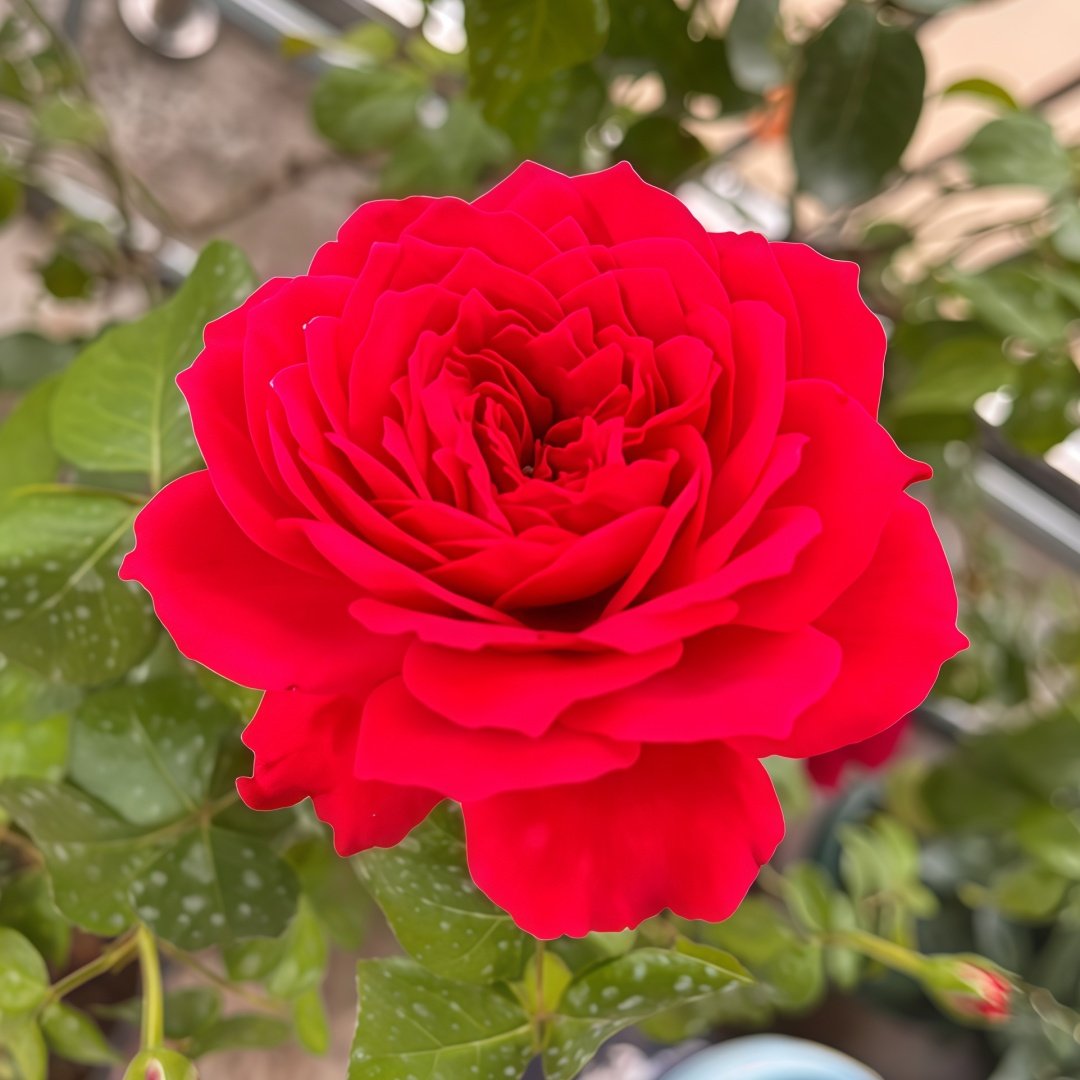 Red Ribbon Ruban Rouge Rose Plant ｜红丝带 image 3