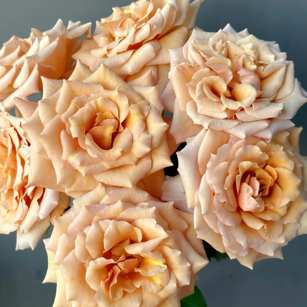 Tresor Rose Plant｜珍爱之宝 image 5