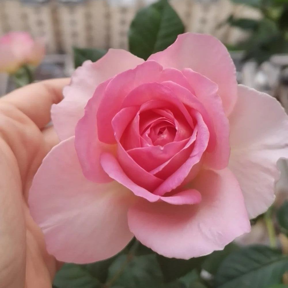 Fendai Rose Plant｜粉黛 image 5