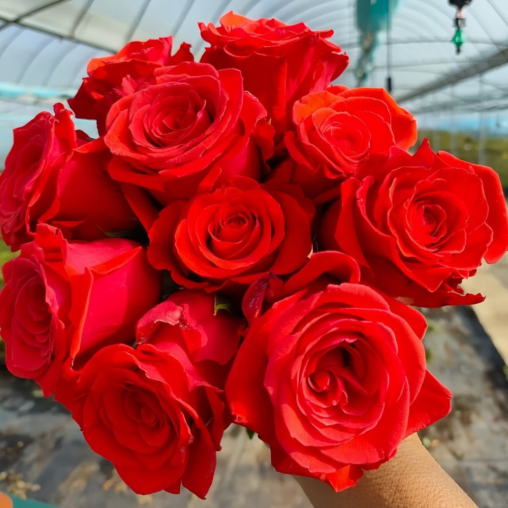 Nina Rose Plant｜妮娜 image 9