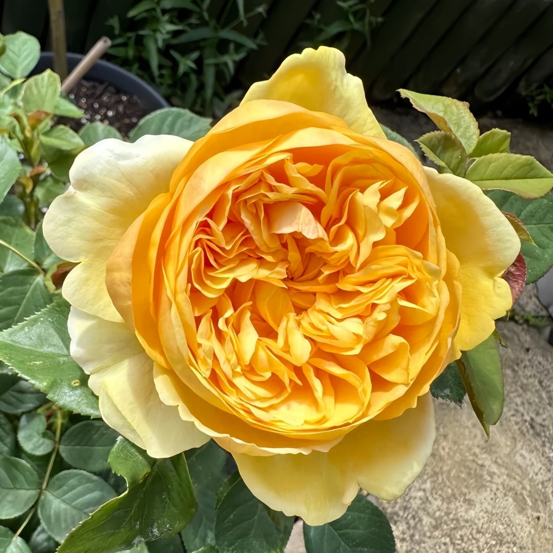 Bring me sunshine Rose Plant ｜阳光使者 image 0