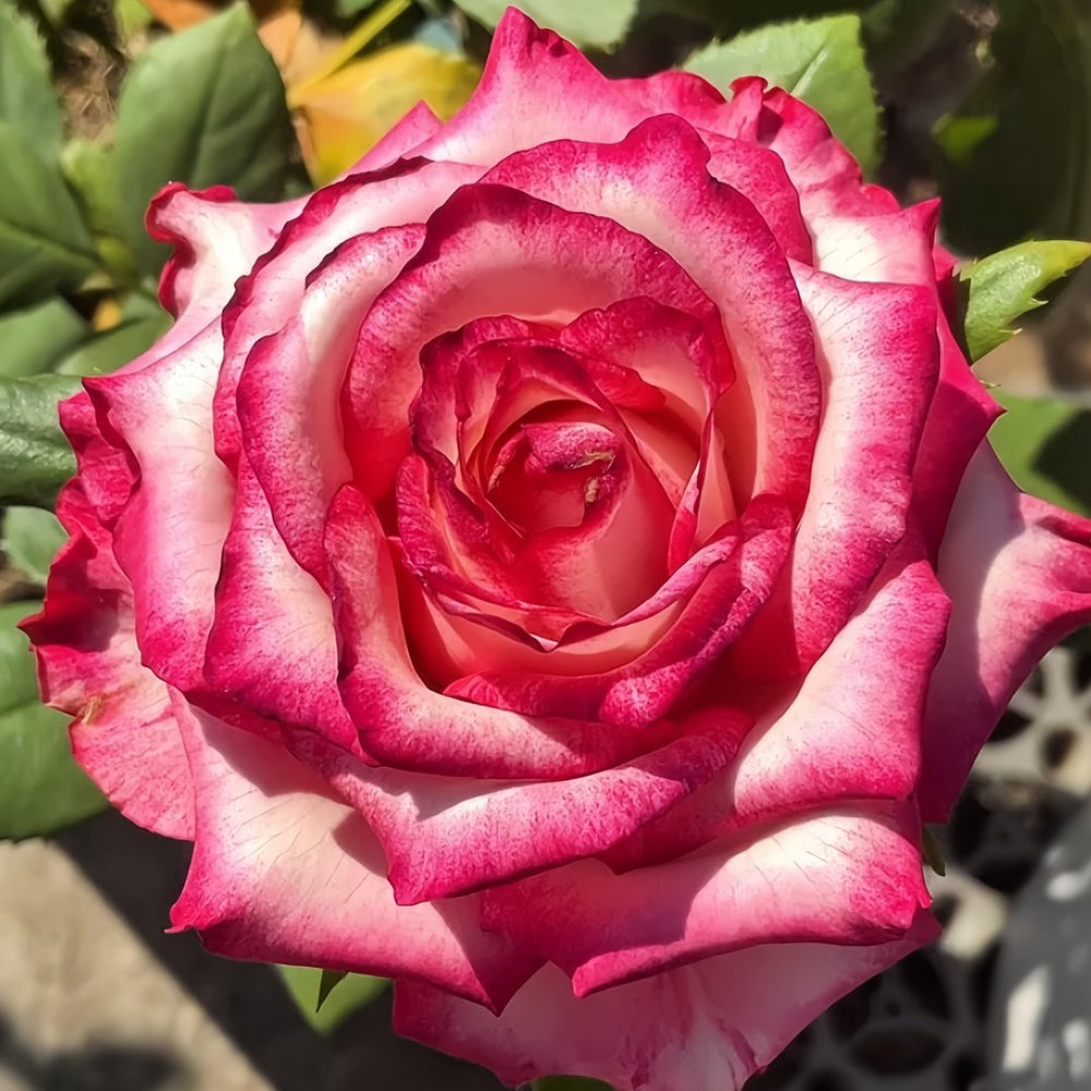 Ripasso Rose Plant｜里帕索 image 4