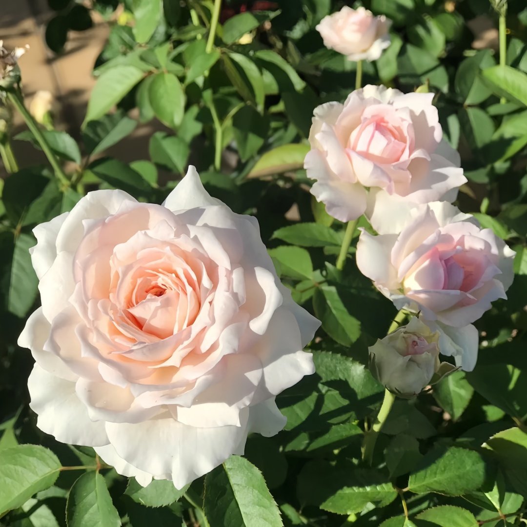 Light Makeup Rose Plant|薄化妆 image 9