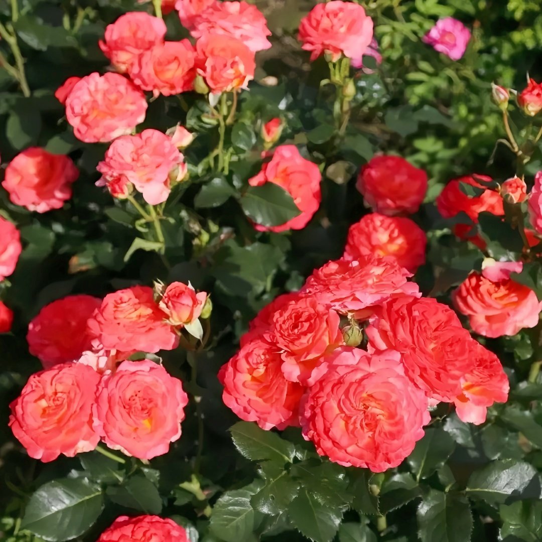 Vulcano Rose Plant｜火神岛 image 7