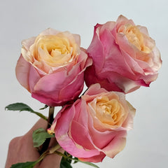 Gran Donna Rose Plant|格兰夫人 image 3