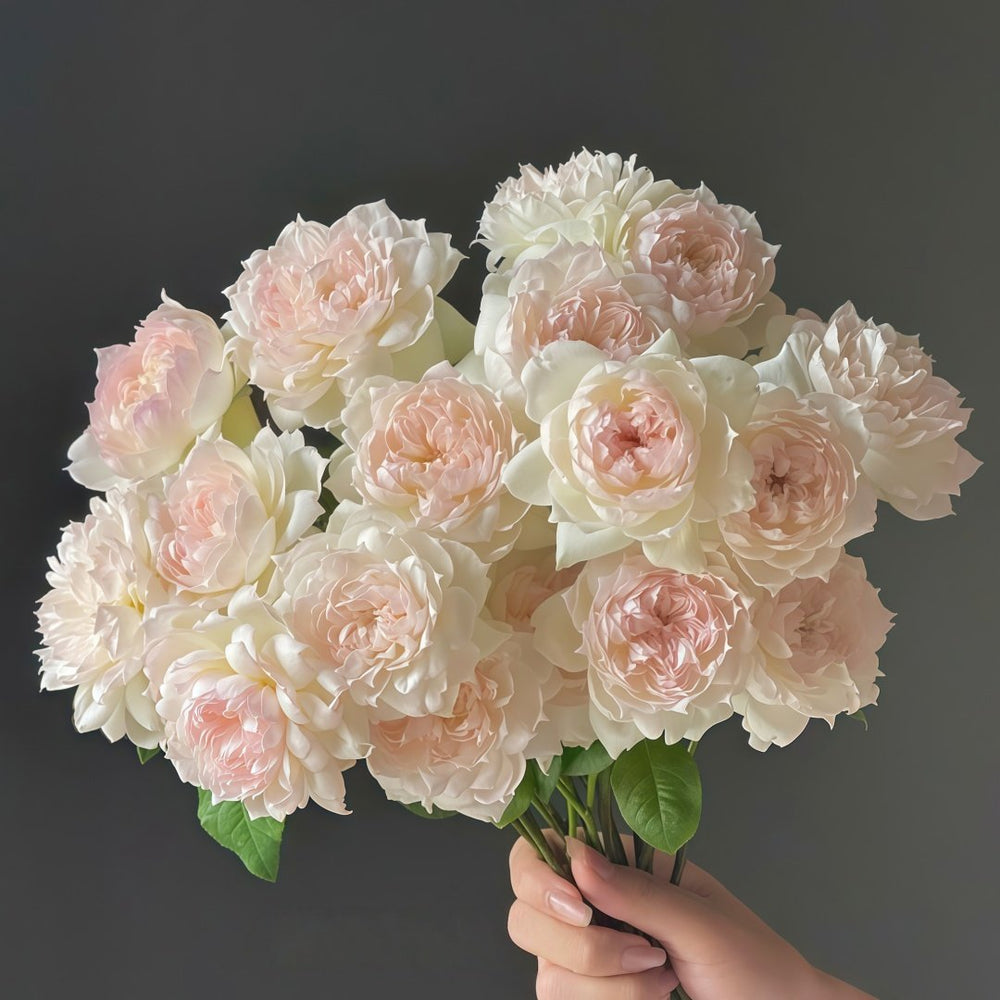 The Scientist Rose Plant|科学家 image 6