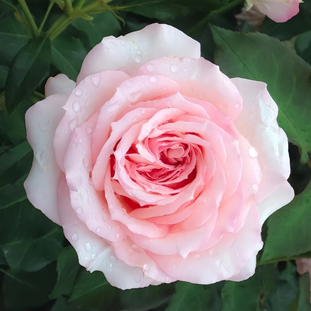 Haruno Rose Plant|春乃 image 0