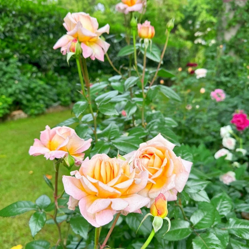 Grossherzogin Luise Rose Plant|大公夫人 image 13