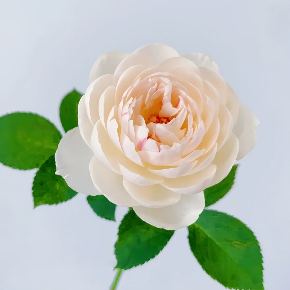 Lapin Rose Plant|小兔子 image 1