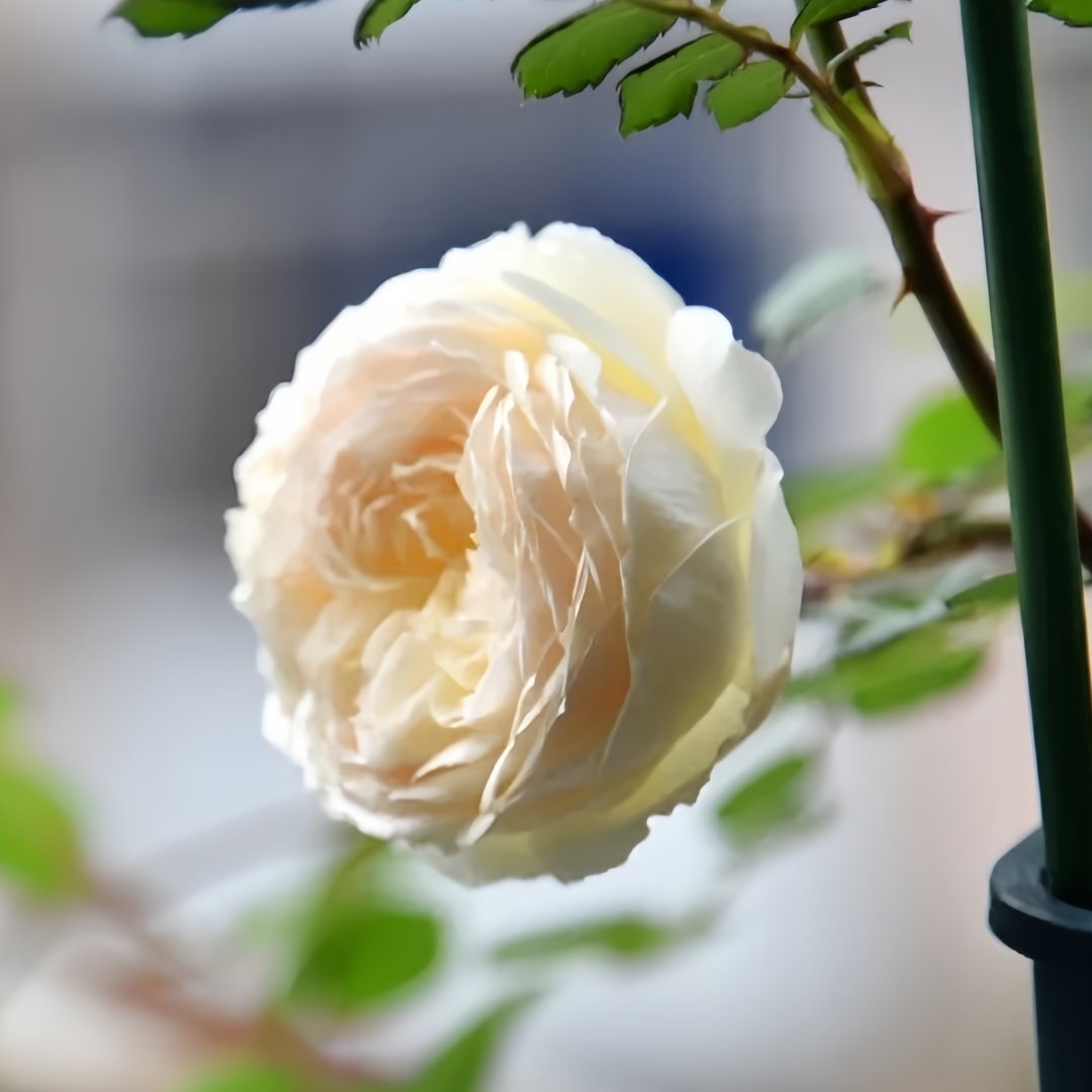 Weeping beauty Rose Plant|梨花雨 image 6