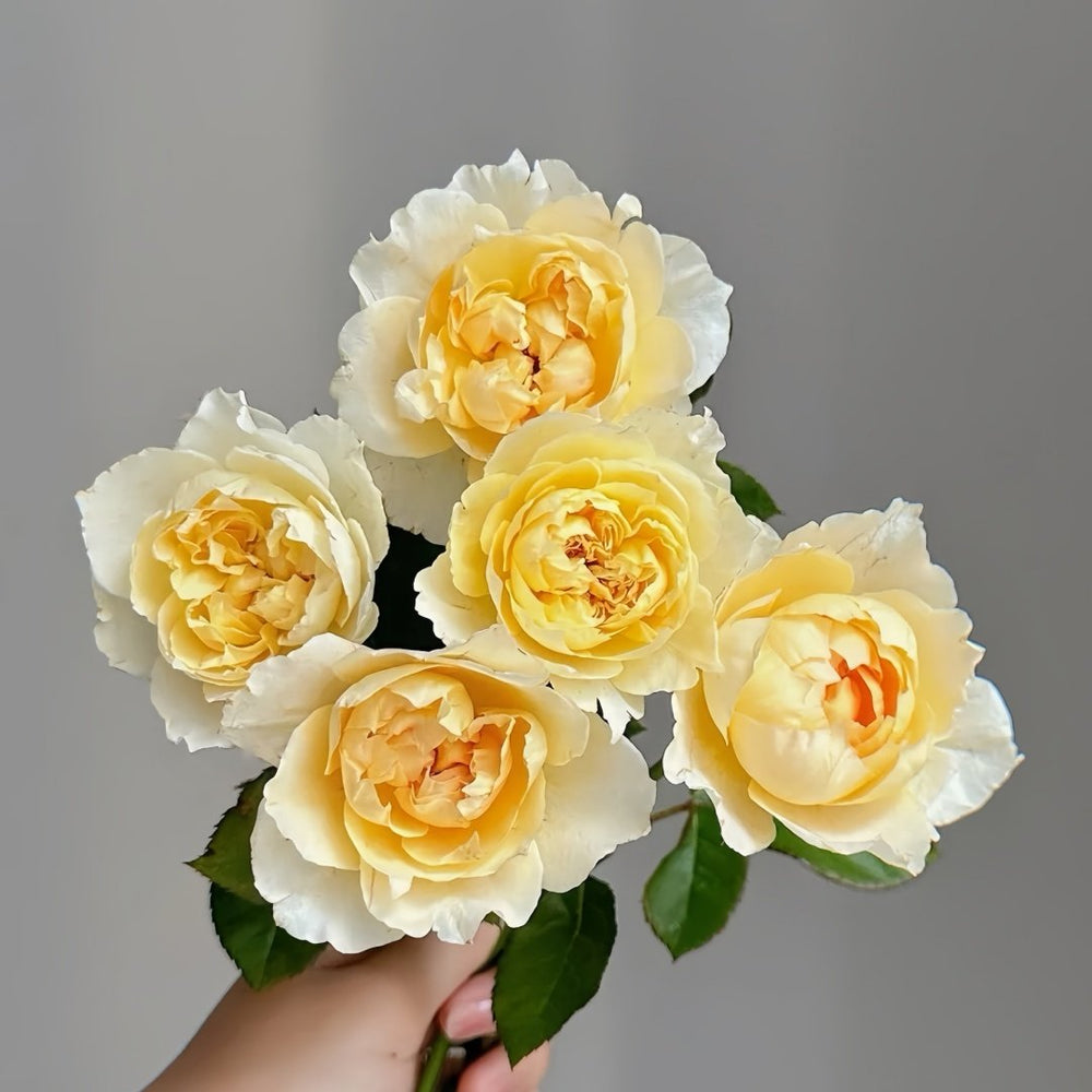 Shreuk Rose Plant|日出 image 9