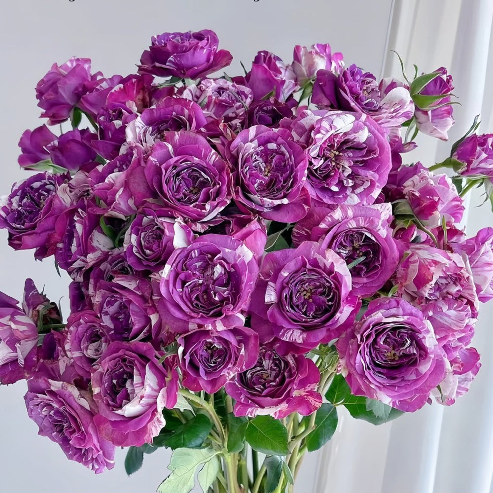 Scented Jewel Rose Plant|芬芳宝石 image 3