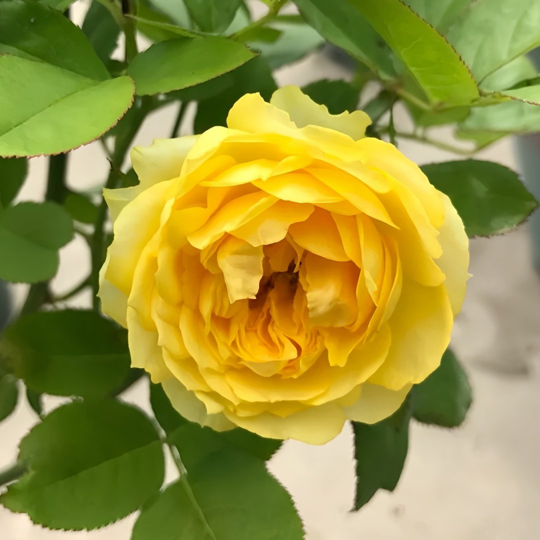 Canary Rose Plant|金丝雀 image 5