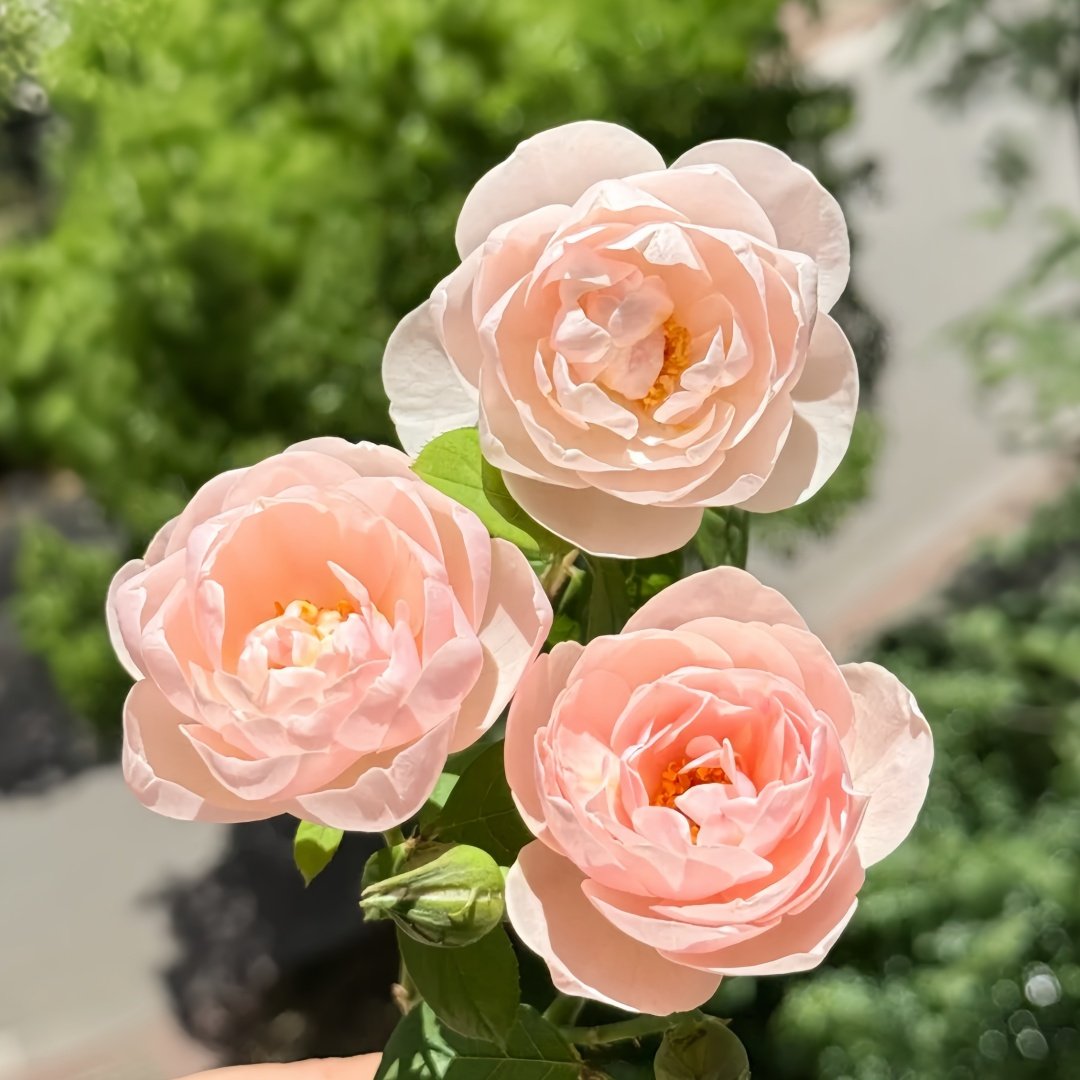 Vichy Rose Plant｜维希 image 1