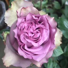 Dolcetto Rose Plant | 多姿桃 image 3