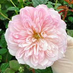 L'anamour Rose Plant|短暂的爱情 image 0