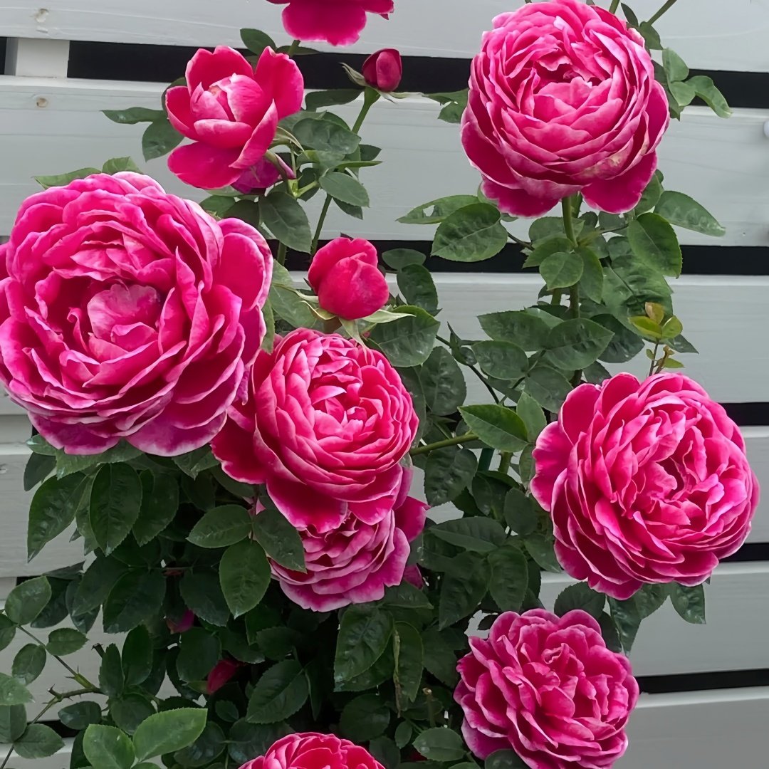 Japanese Mary Rose Plant|日本玛丽 image 6