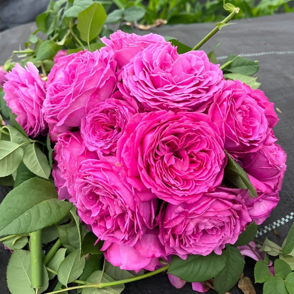 M-Nostalgic Elegance Rose Plant｜怀旧优雅 image 1