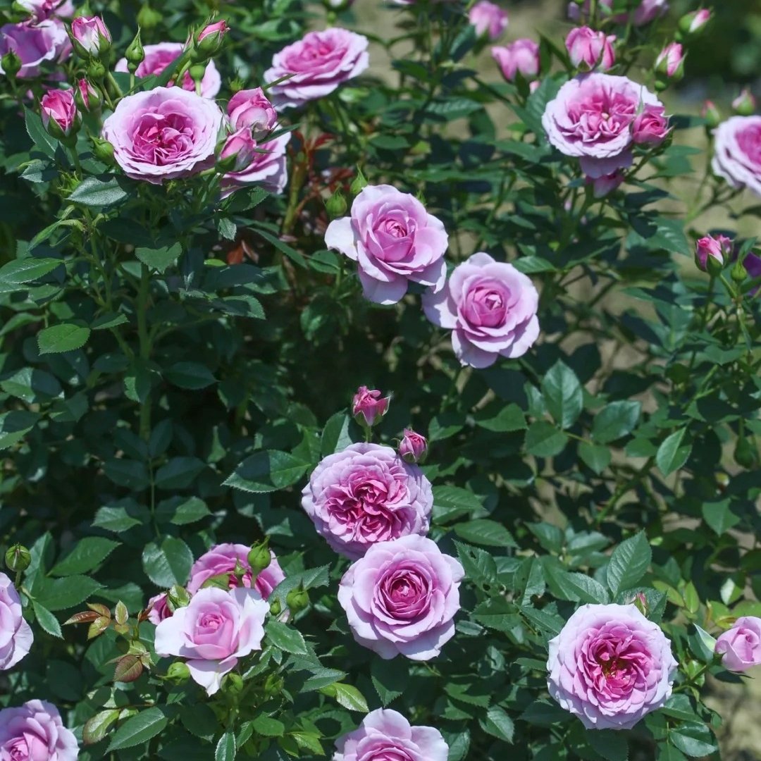 Lavender Flower Circus Rose Plant｜薰衣草门廊 image 9