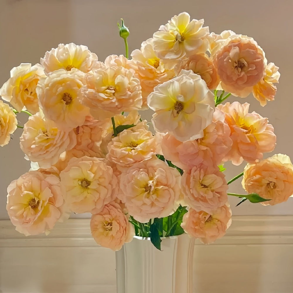 Tsukitohana Rose Plant|花月/月亮之花 image 8