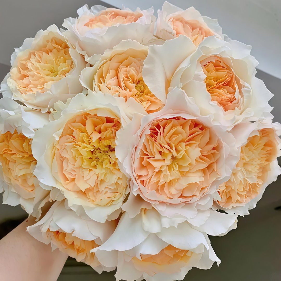 Effie Rose Plant｜艾菲玫瑰 image 0