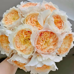 Effie Rose Plant｜艾菲玫瑰 image 0