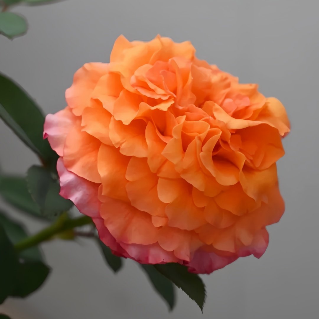 Free Spirit Rose Plant ｜自由精灵 image 1