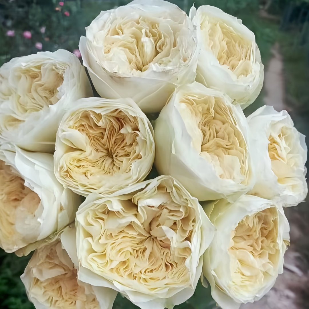 Lovely Harper Rose Plant | 可爱的哈珀 image 5