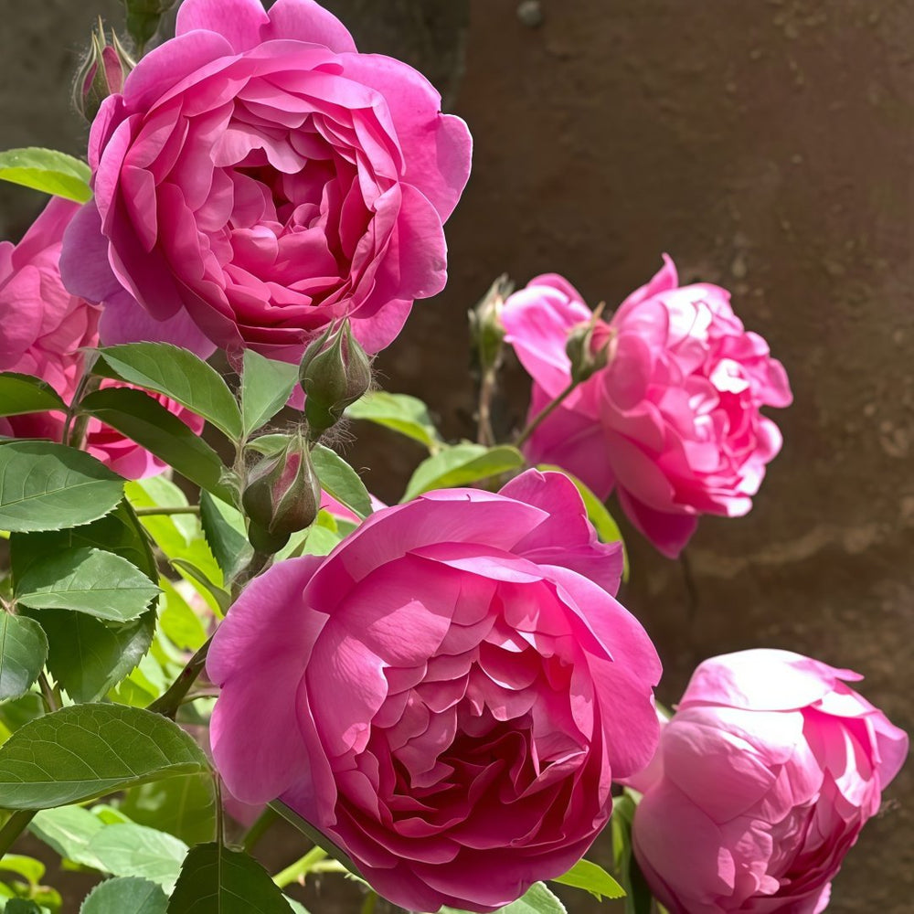Royal Jubilee Rose Plant| 皇家庆典 image 5