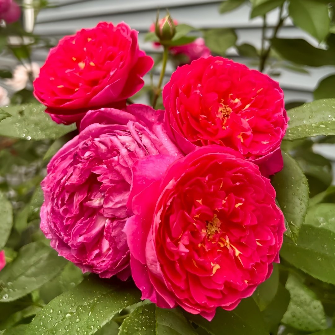 Benjamin Britten Rose Plant｜本杰明布里顿 image 6