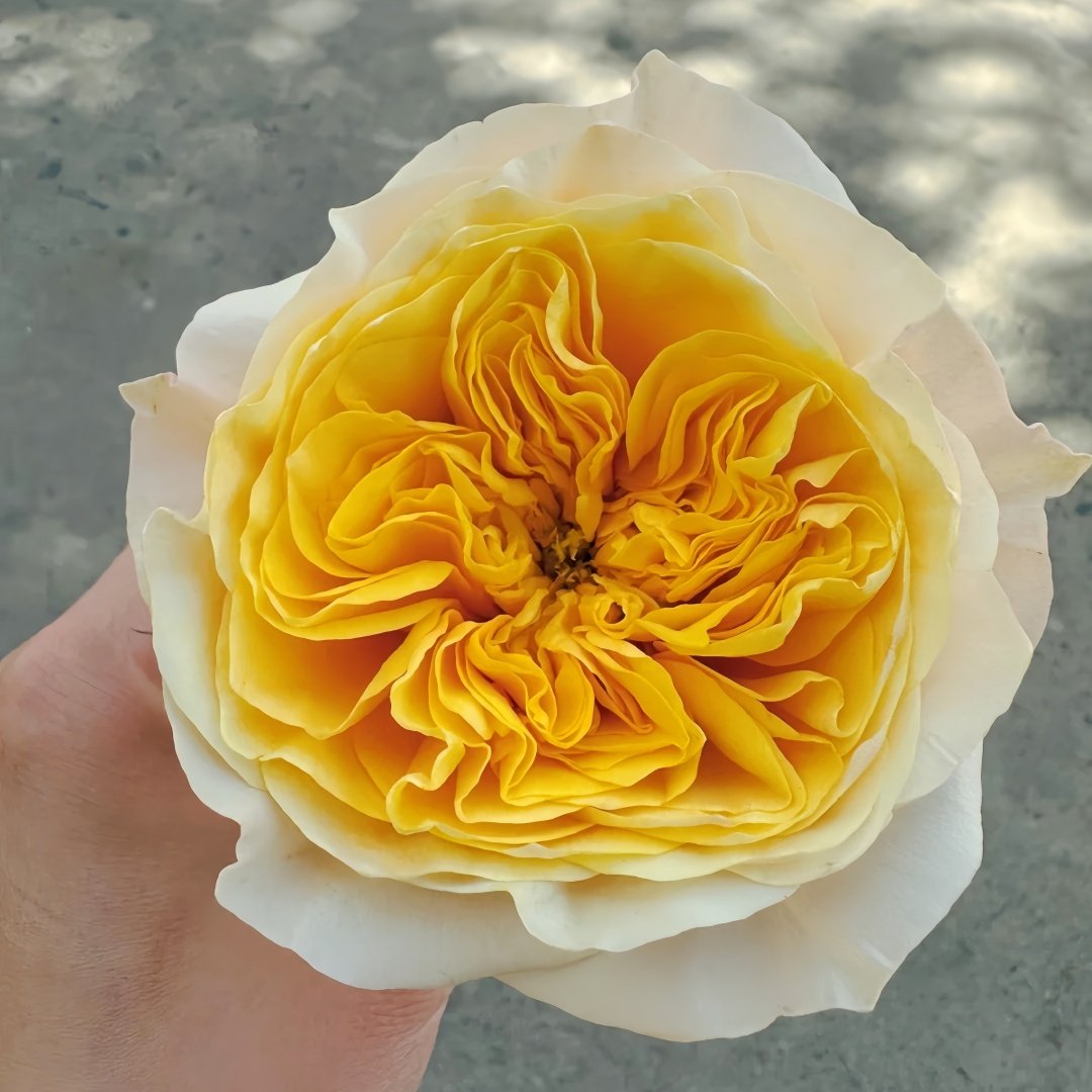 King's Cross Rose Plant｜国王十字架 image 2