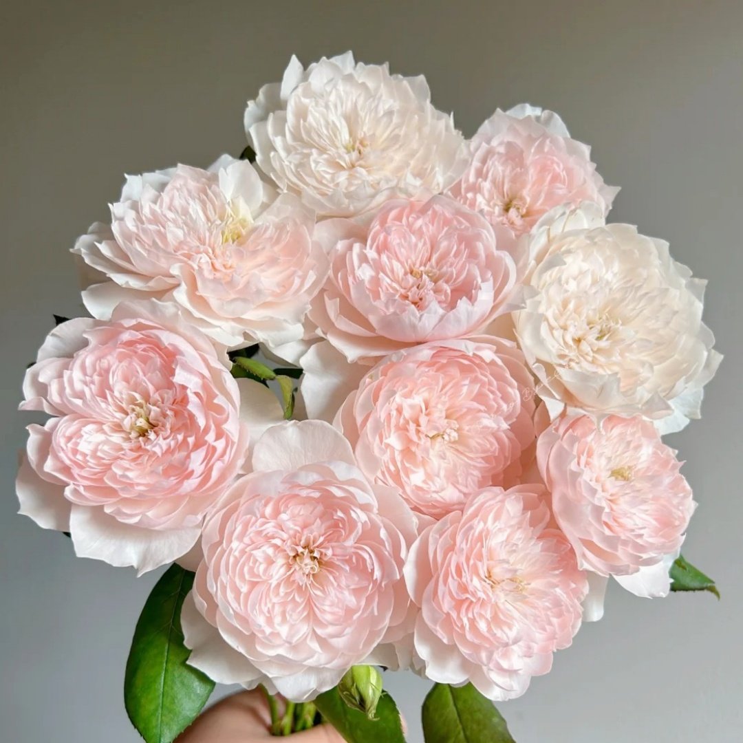 Jiashu Rose Plant|家书 image 0