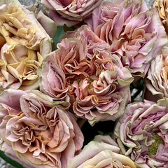 El Patron Rose Plant｜埃尔帕特隆 image 3