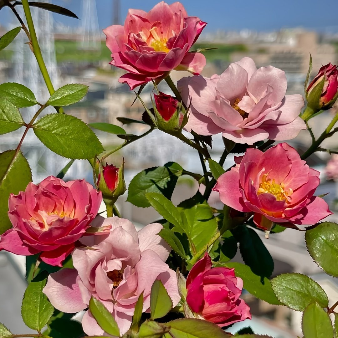 Aoi-fuga Rose Plant｜葵-风雅 image 5