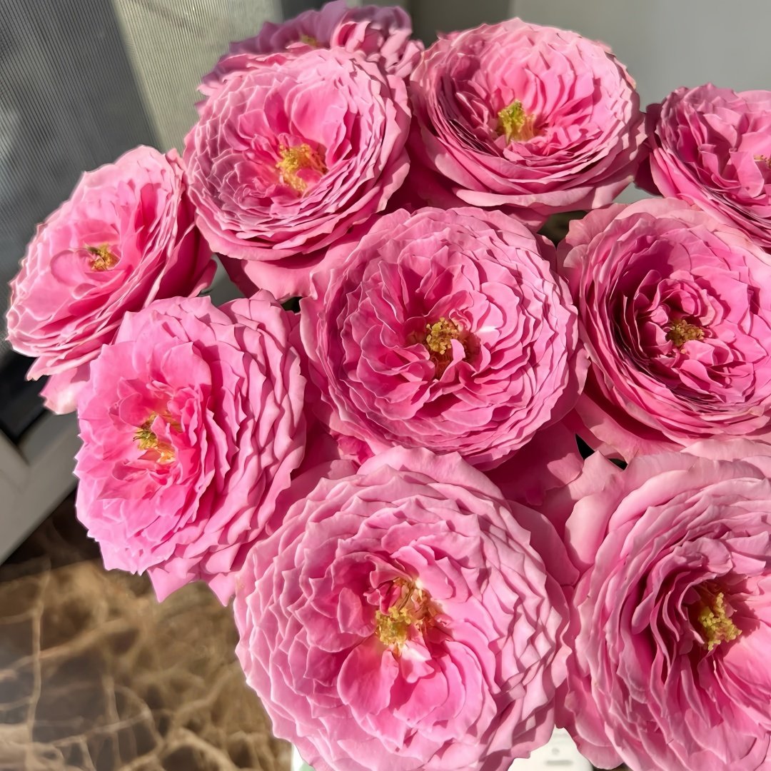 Peonikiss Rose Plant｜牡丹之吻 image 7