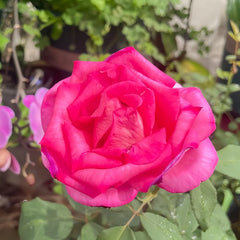 Parole Rose Plant|诉说 image 2