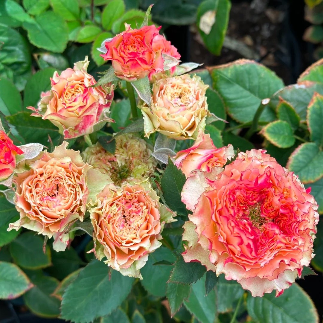Country Spirit Louise Rose Plant｜乡村路易斯 image 6