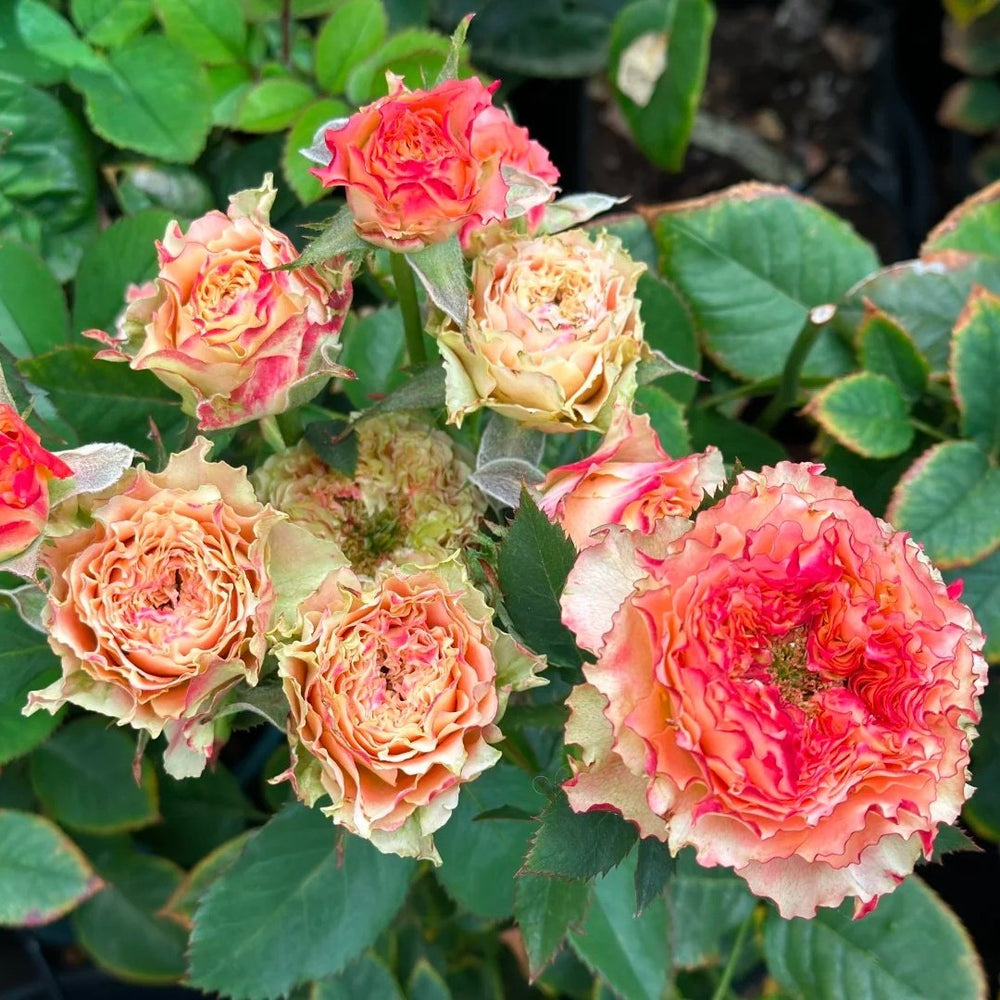 Country Spirit Louise Rose Plant｜乡村路易斯 image 6