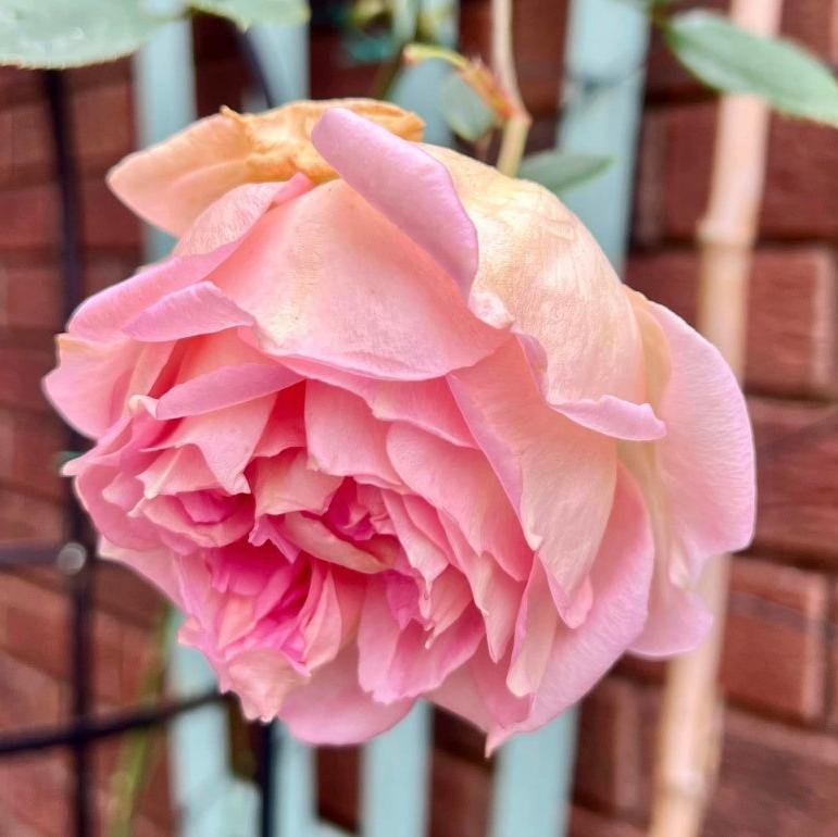 Janet Rose Plant｜珍妮特 image 3