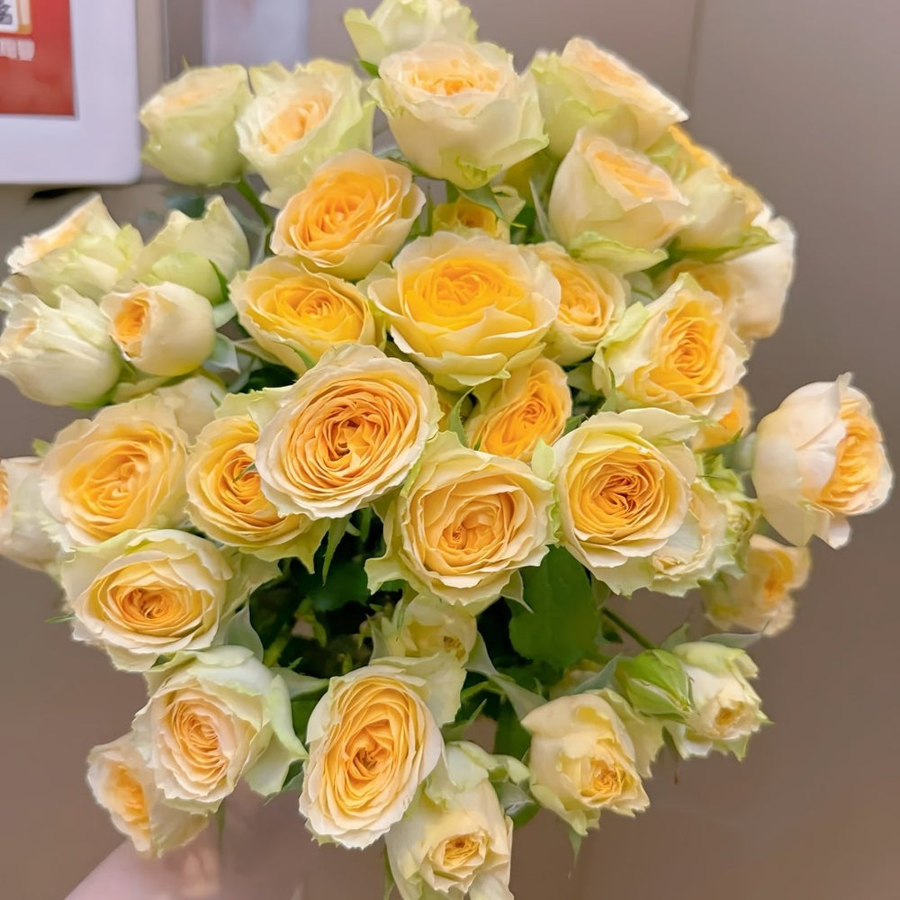 Avocado Rose Plant｜牛油果 image 8