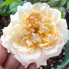 Tropicana Rose Plant|百香果 image 2