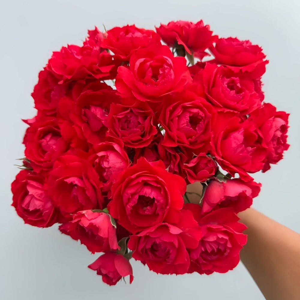 Ena Harkness Rose Plant|伊娜·哈克尼斯 image 3