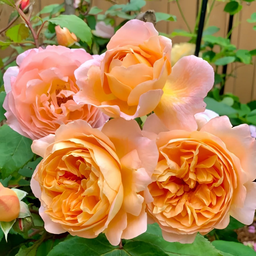 Lady Emma Hamilton Rose Plant｜艾玛·汉密尔顿夫人 image 8