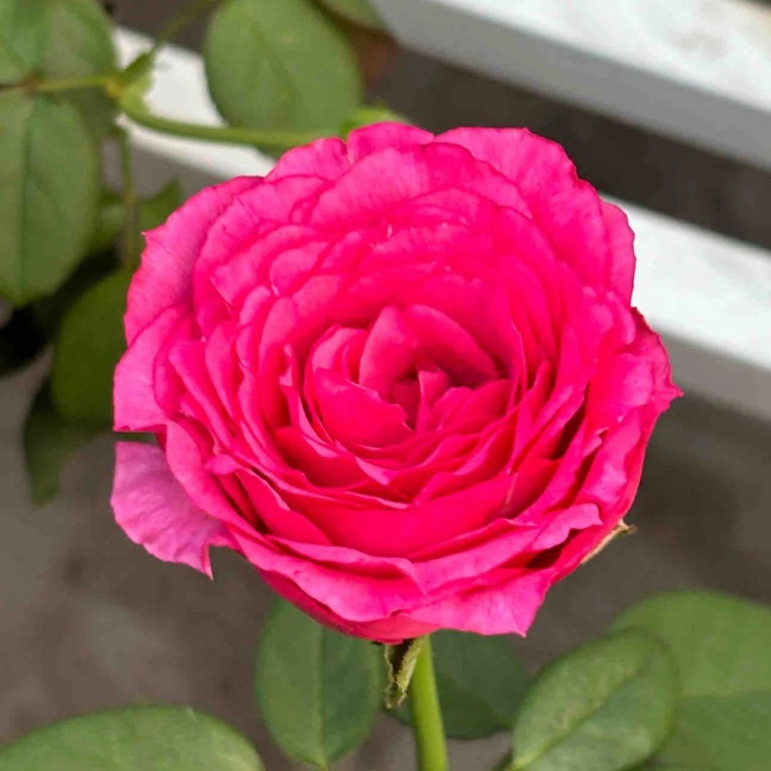 Velasquez Rose Plant｜委拉斯凯兹 image 1
