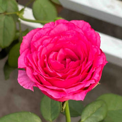 Velasquez Rose Plant｜委拉斯凯兹 image 1