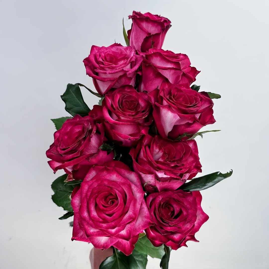 Ripasso Rose Plant｜里帕索 image 5
