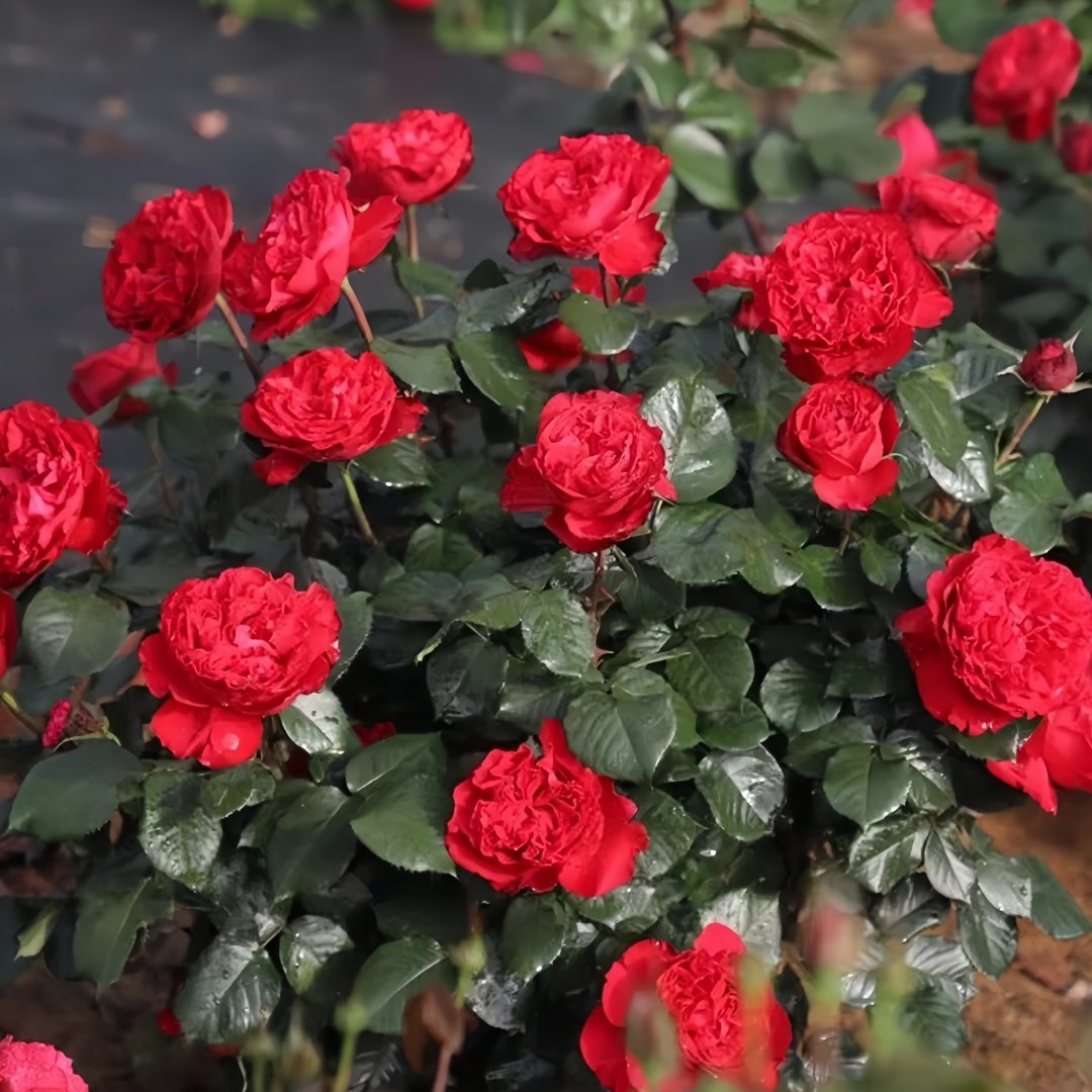 Traviata Rose Plant|茶花女 image 6