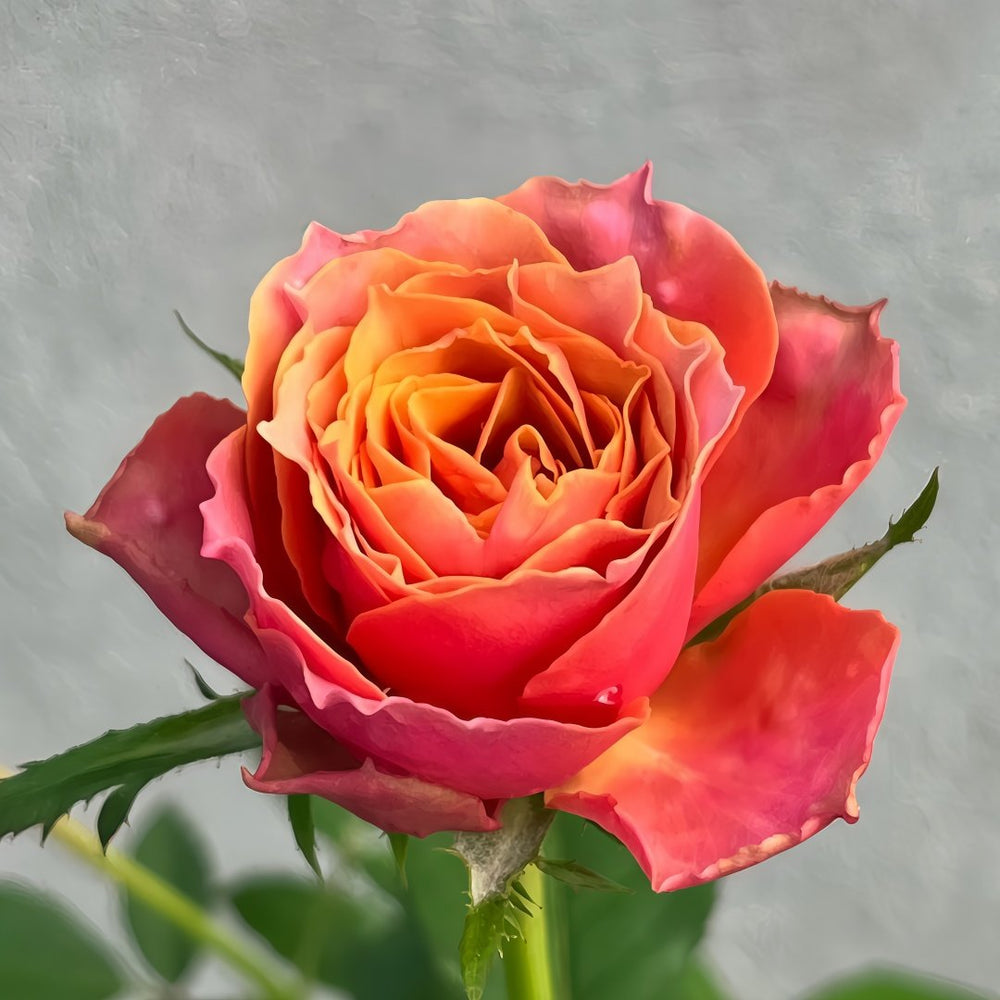 Rosa 'Naples Forever' Rose Plant｜永远的那不勒斯 image 4